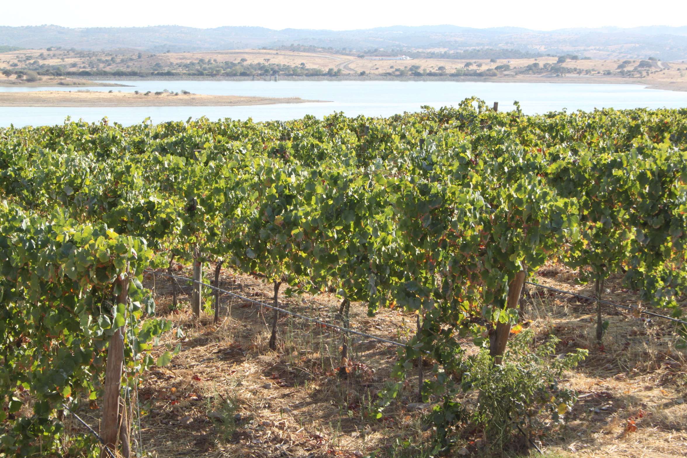 Best Wineries in Alentejo, Portugal 2020