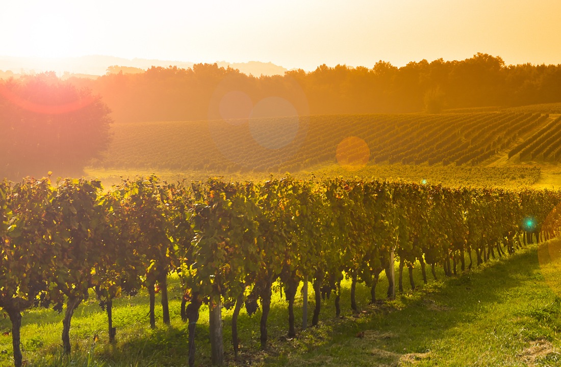 Bordeaux_vineyards