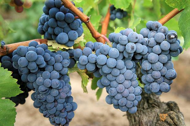 Carignan grapes