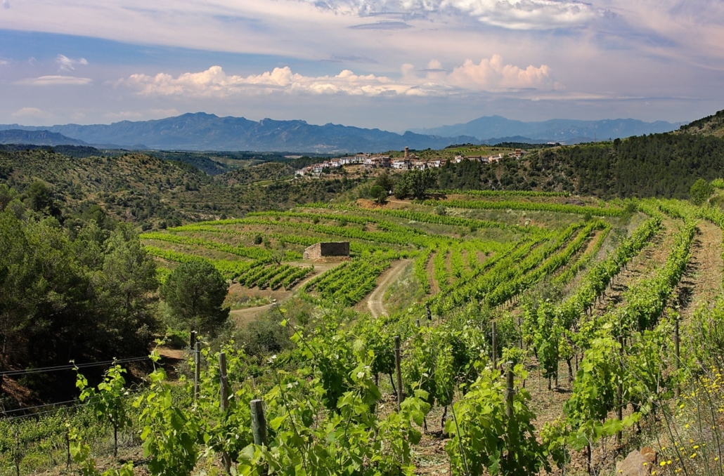 Vinyes del celler Clos Figures, DOQ Priorat, darrera, el poble del Lloar, Gratallops, Priorat, Tarragona