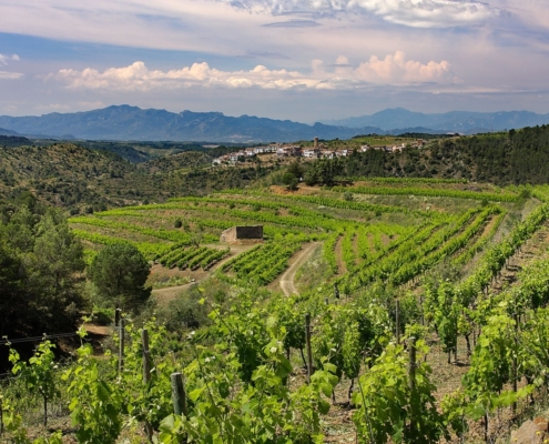 Vinyes del celler Clos Figures, DOQ Priorat, darrera, el poble del Lloar, Gratallops, Priorat, Tarragona