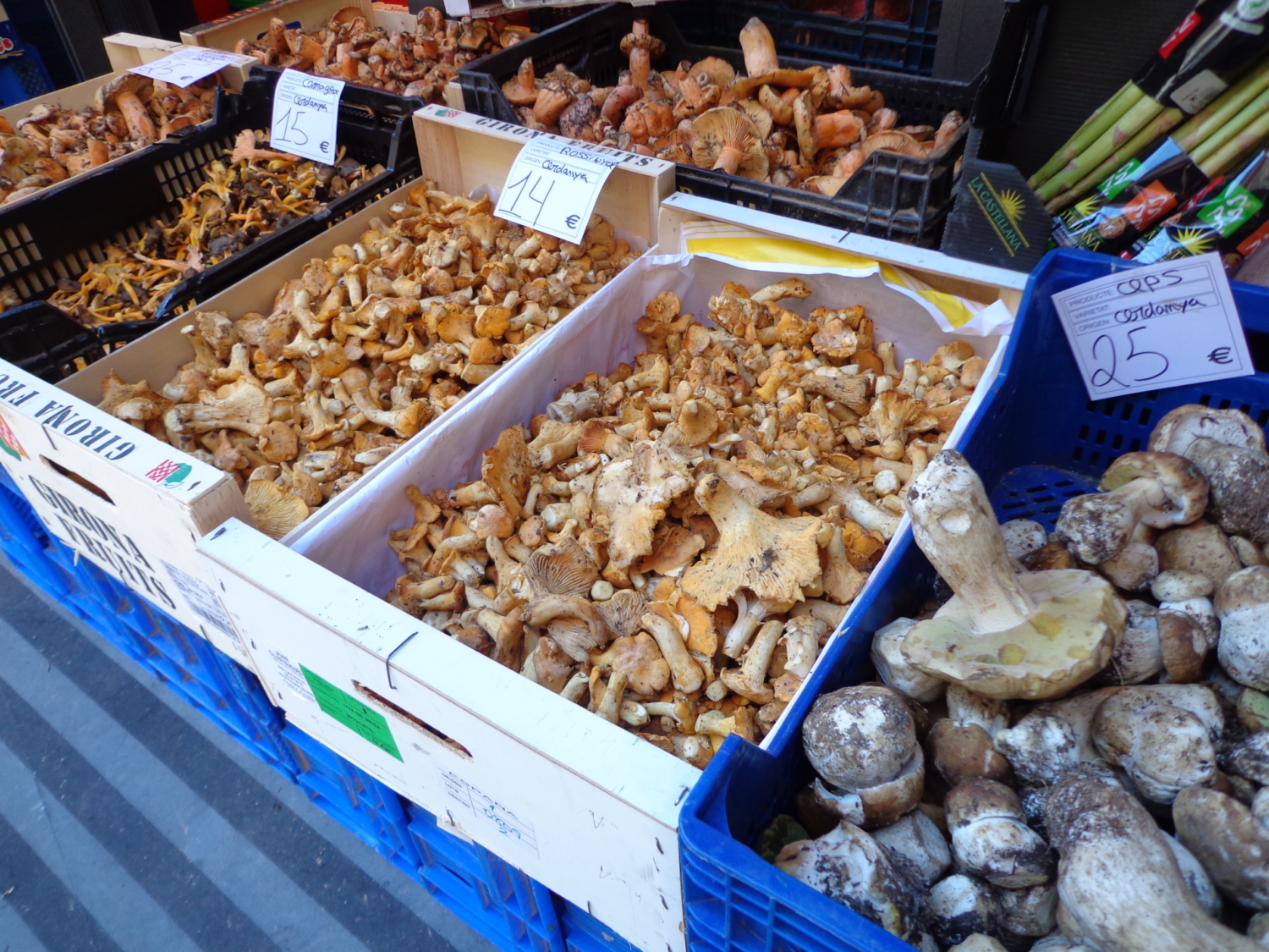 Mushroom Hunting Season in Spain Mushroom Picking Tours