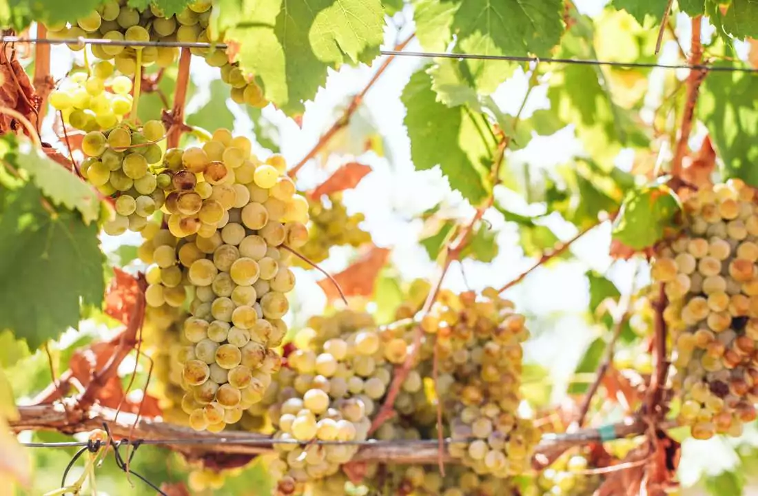 Day 7 wine lovers tour of Spain & Portugal