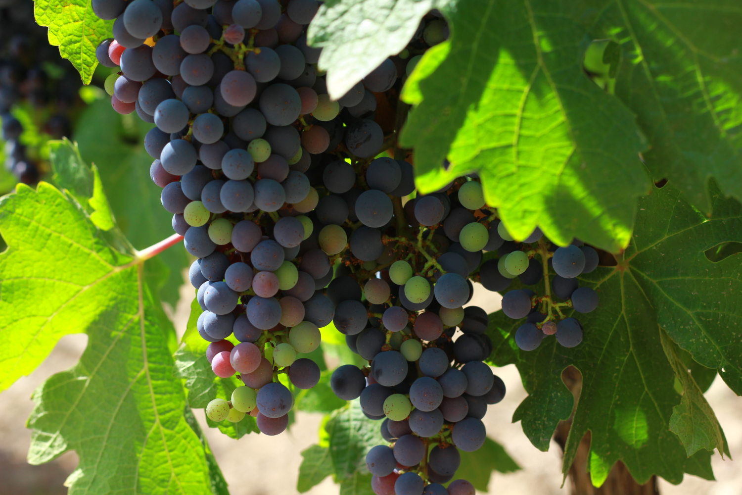 Spanish vineyards