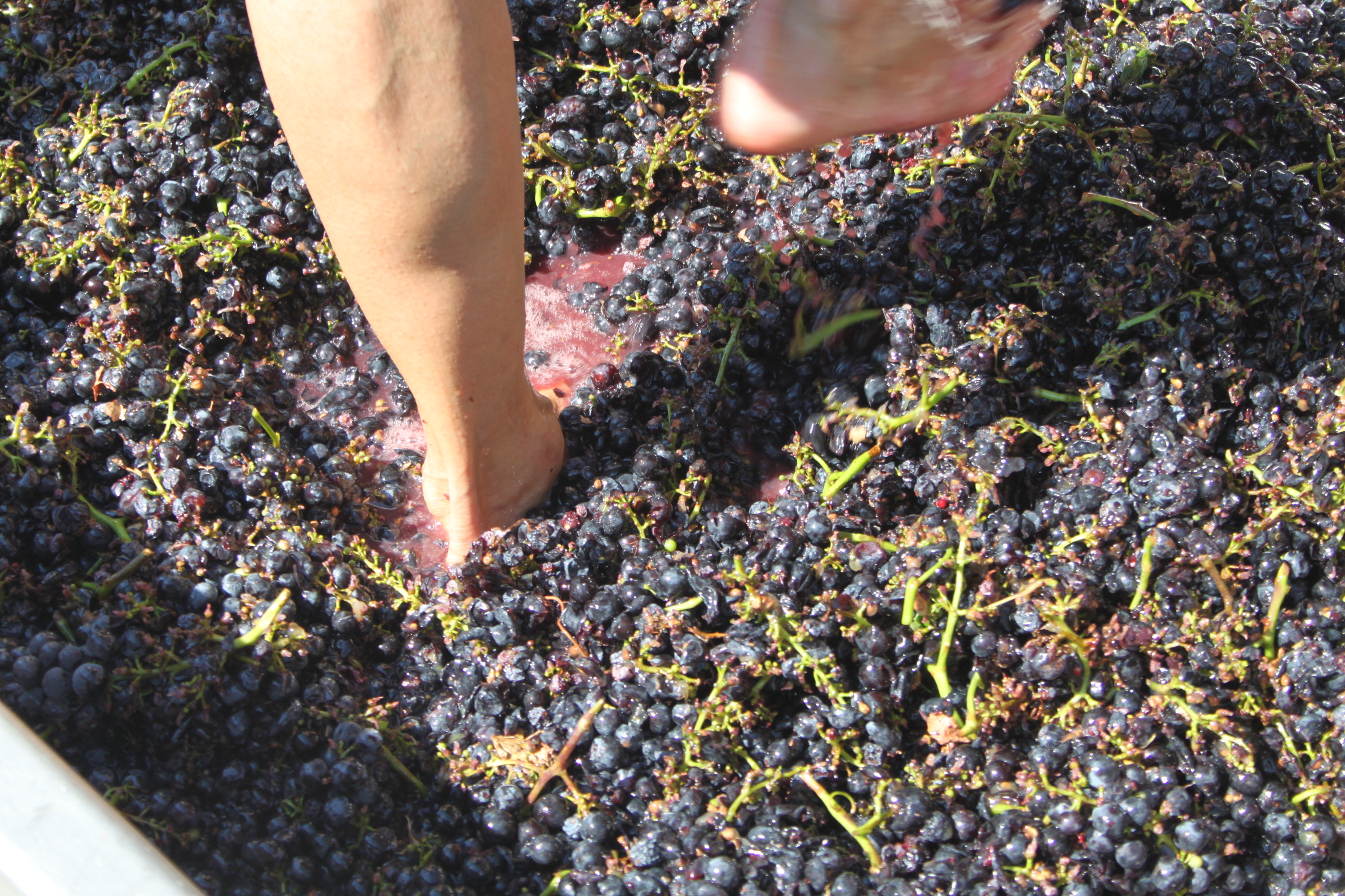 grape harvest and stomping tour in spain