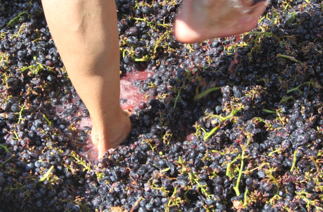 grape harvest and stomping tour in Spain