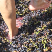 grape harvest and stomping tour in Spain