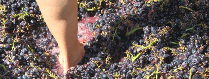 grape harvest and stomping tour in Spain