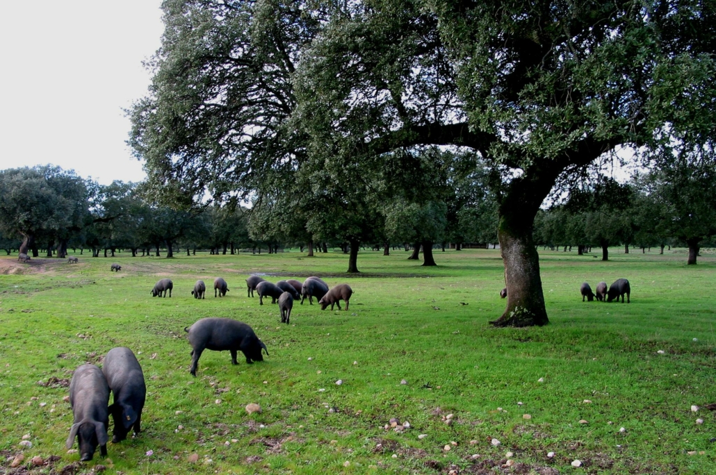 Iberian pigs in la Dehesa