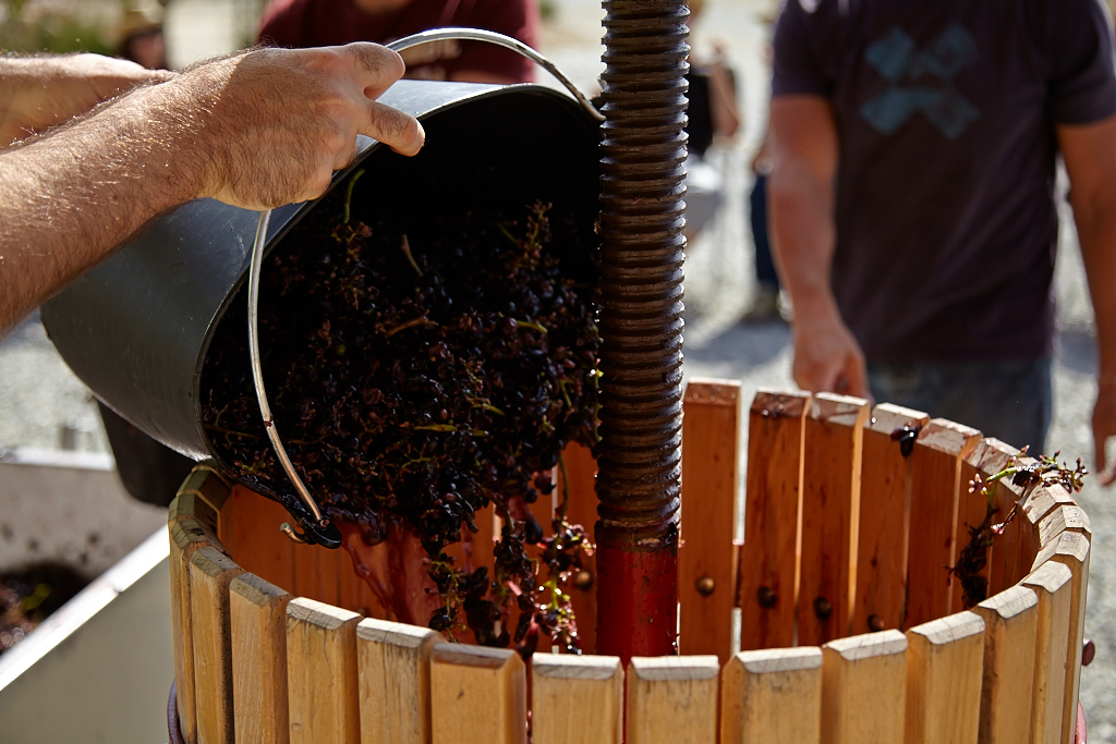 GRAPE_HARVEST