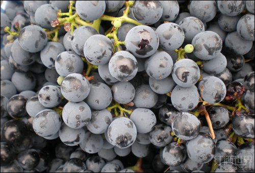 Mencia grapes