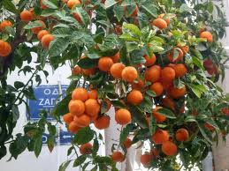 Orange trees