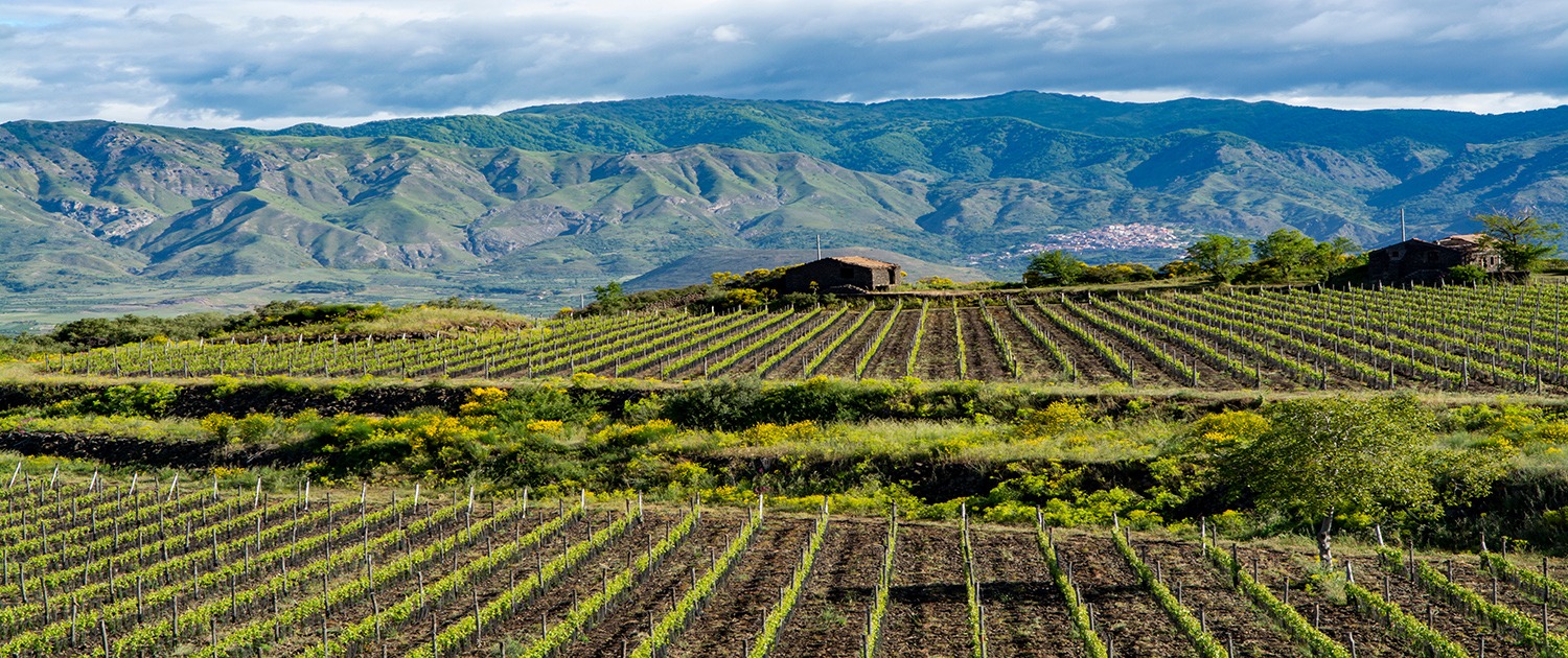 Landscape with green vineyards in Etna volcano region with miner