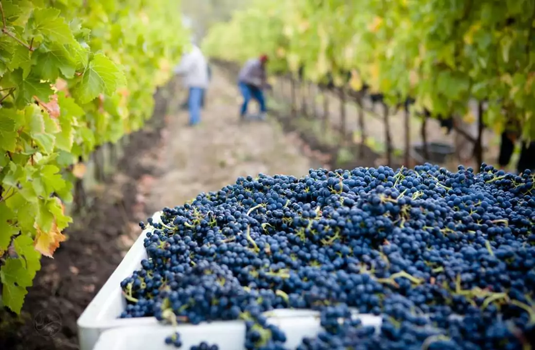 Picking_grapes WINE LOVERS TUR OF SPAIN & PORTUGAL