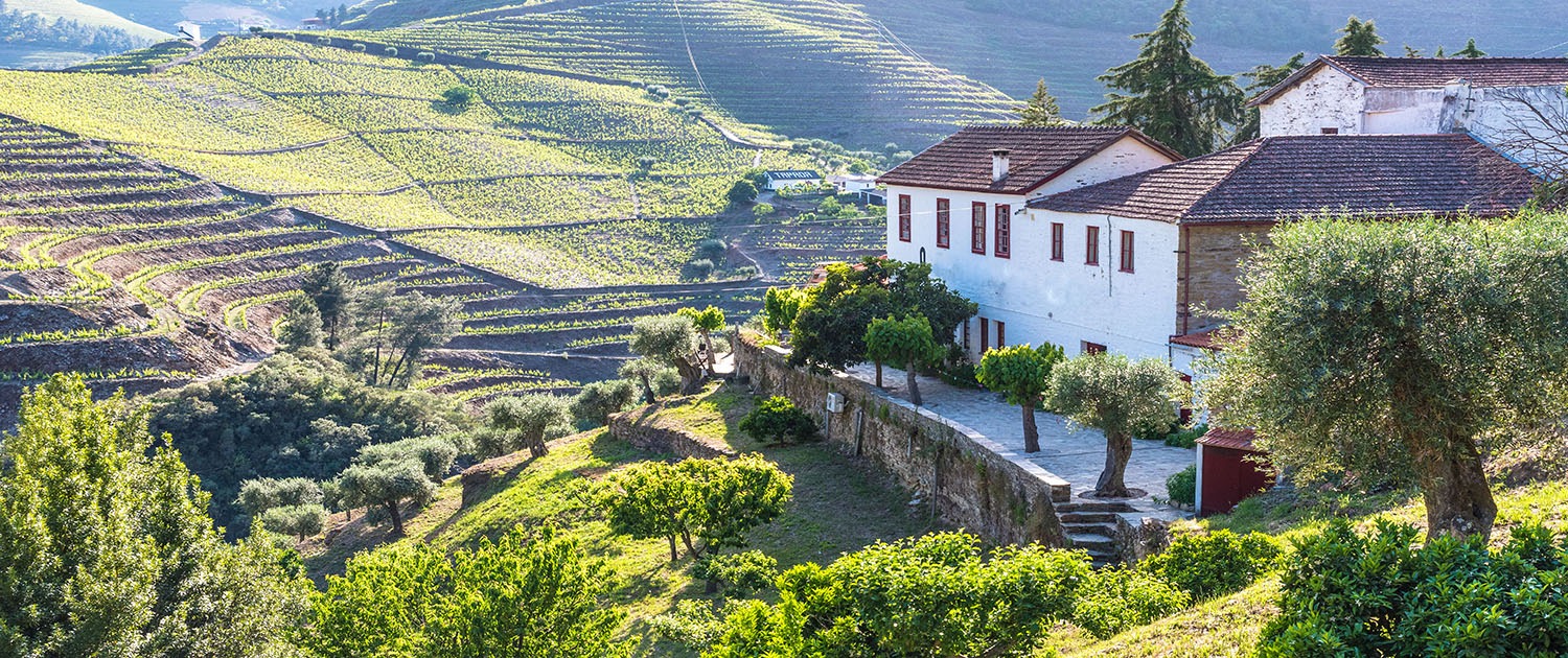 Landscape of the Douro river regionin Portugal - Vineyards