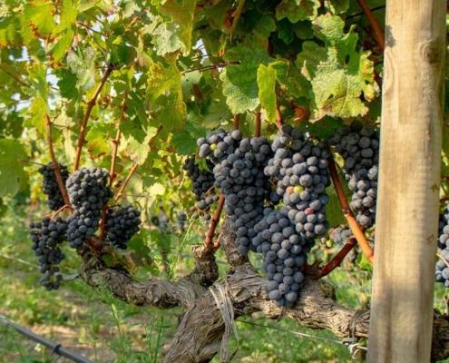 Essential Wine Tour of Spain & France