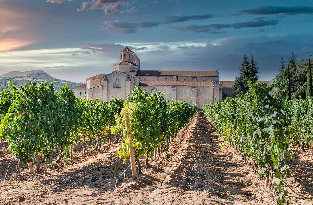 Viñedo y vides con el monasterio de Santa María de Valbuena en