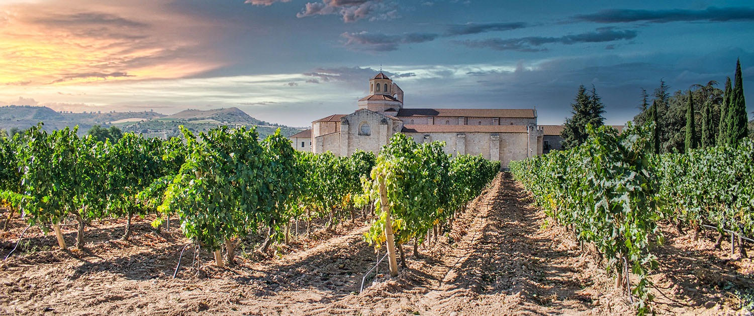 Viñedo y vides con el monasterio de Santa María de Valbuena en