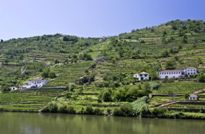 Vineyards-of-the-douro-valley