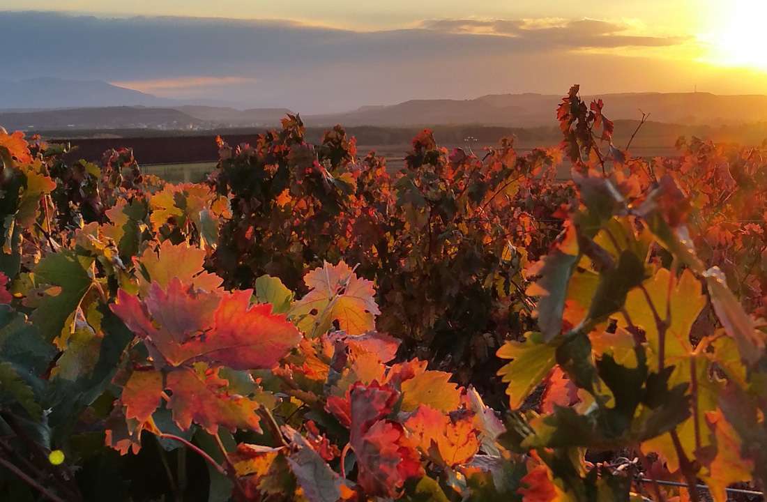 WINE-LOVERS-TOUR-SPAIN