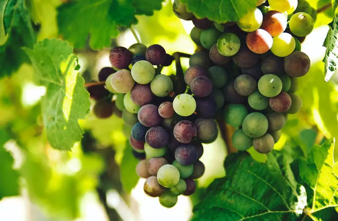 bunch_grapes WINE LOVERS ToUR OF SPAIN & PORTUGAL