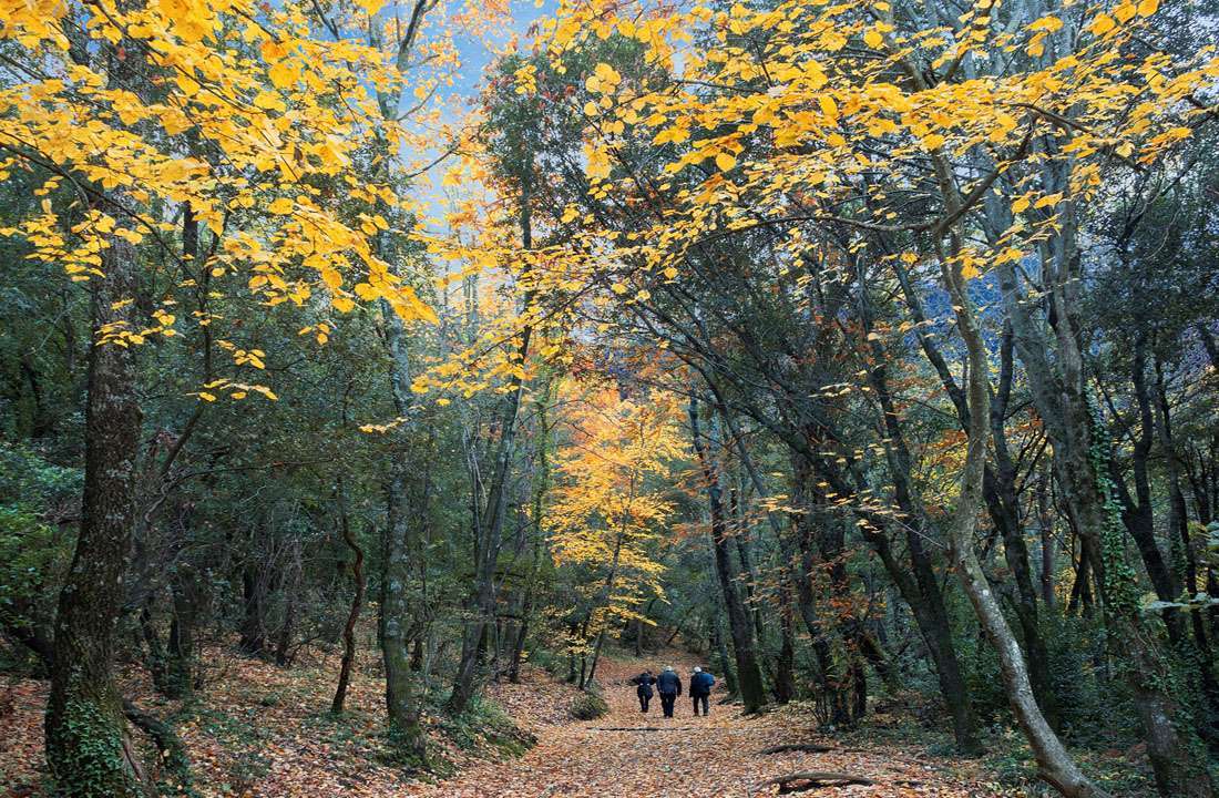 Mushroom Hunting in Alt Bergueda