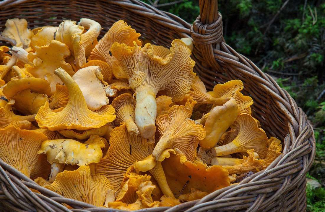 Wild mushroom hunting basket