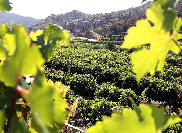 priorat wine day tour