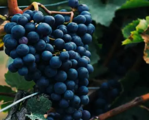 slider_grape_bunch