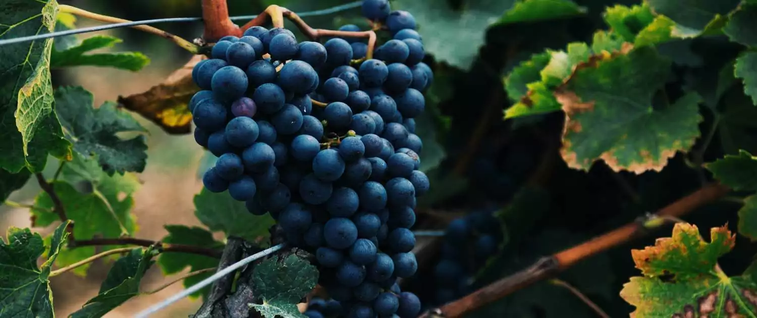 slider_grape_bunch