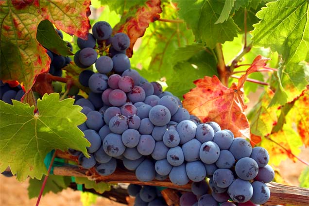 tempranillo grape