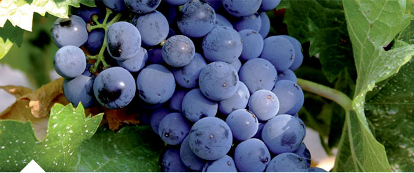 tempranillo grapes