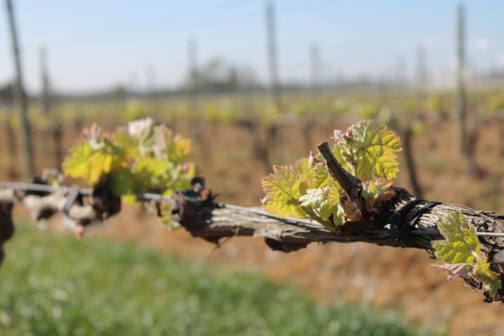 Emporda Spanish Wine