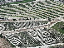 vineyards in the douro valley 2