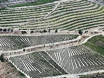 vineyards in the douro valley 2